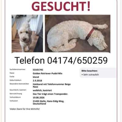 Suchmeldung-Pippa-Bild
