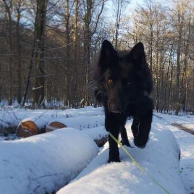 Schäferhund-Fans?-Beitrag-Bild