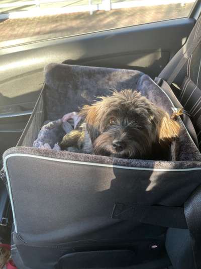 FOTOCHALLENGE 70 - Dein Hund im Auto-Beitrag-Bild