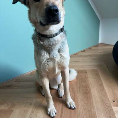 Hundetreffen-Social Walk und hundebegegnungen üben-Bild