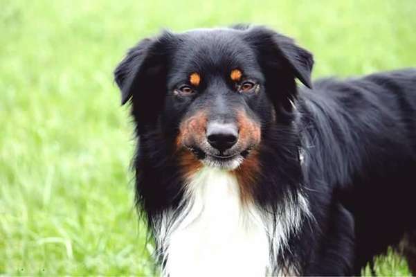 Dogorama Photo Challenge - Portrait-Beitrag-Bild