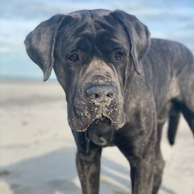 Hundetreffen-Hundebegegnungen trainieren-Bild