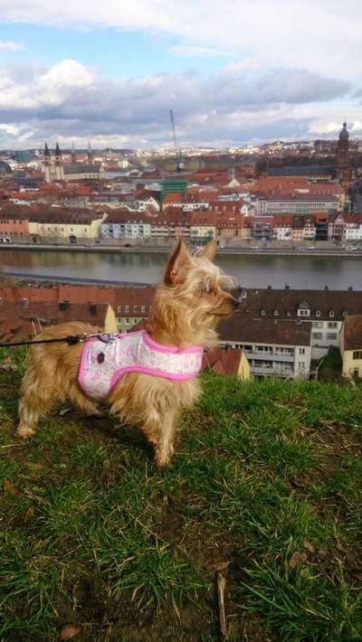 Kleidung für Hunde-Beitrag-Bild