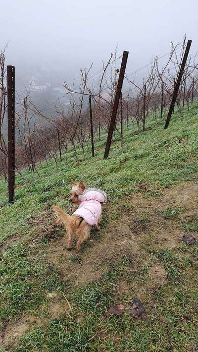 Kleidung für Hunde-Beitrag-Bild