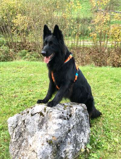 Deutsche Schäferhunde, Belgische Schäferhunde.-Beitrag-Bild