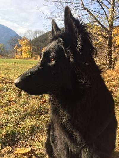 Deutsche Schäferhunde, Belgische Schäferhunde.-Beitrag-Bild