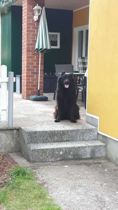 Unsere Fellnasen im Regenbogenland-Beitrag-Bild