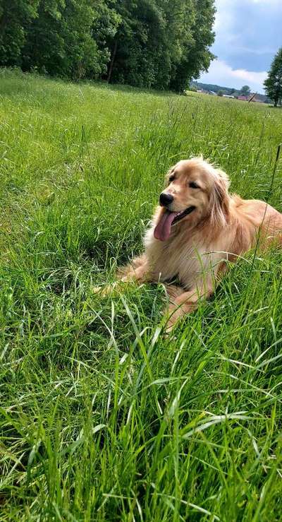 Farben Fotochallenge Thema ,,Grün"-Beitrag-Bild