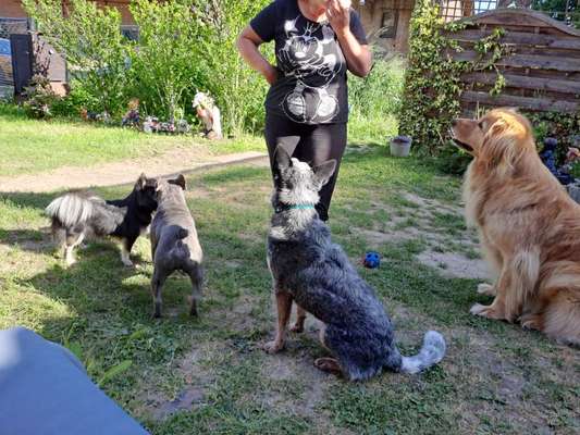 Vom Welpen zum Hund-Beitrag-Bild