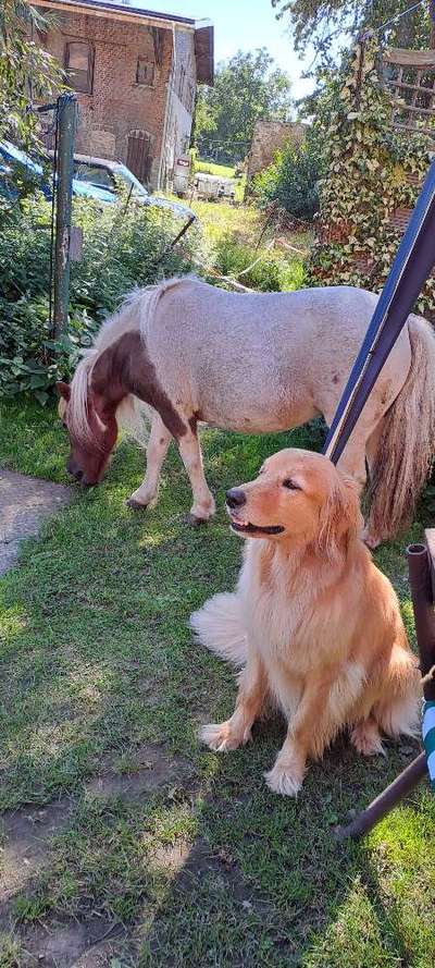 52. Collagenchallenge: Dein Hund im Sonnenschein-Beitrag-Bild