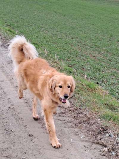 Vom Welpen zum Hund-Beitrag-Bild