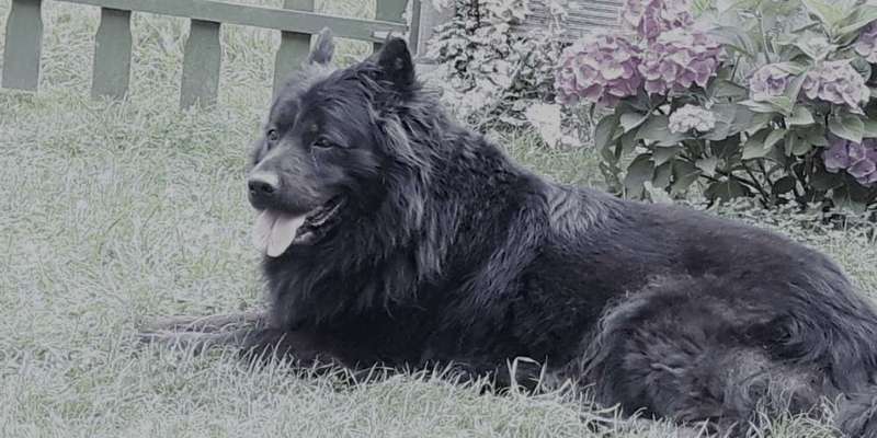 Unsere Fellnasen im Regenbogenland-Beitrag-Bild