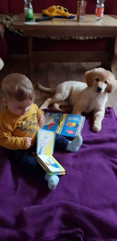 Vom Welpen zum Hund-Beitrag-Bild