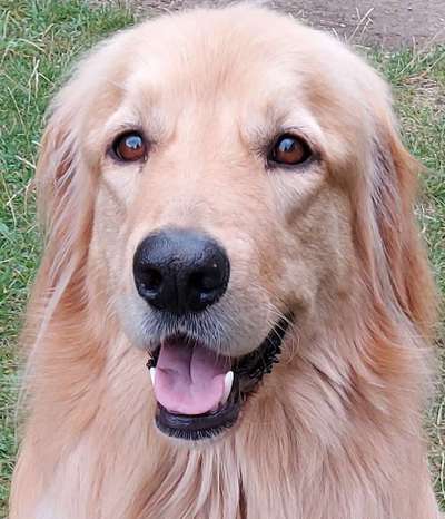 Hunde Porträt (Portrait) Galerie....-Beitrag-Bild