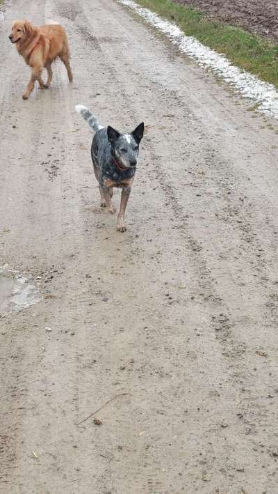 Vom Welpen zum Hund-Beitrag-Bild