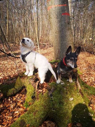 Seltene Rassen!-Beitrag-Bild