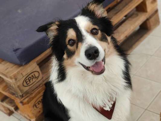 Dogorama Photo Challenge - Einmal lächeln bitte-Beitrag-Bild