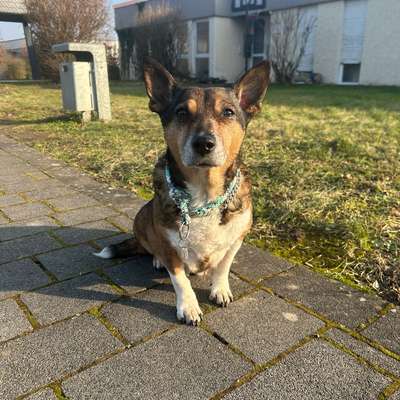 Hundetreffen-Ruhiger spaziergang-Bild