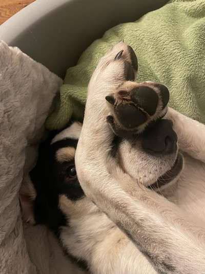 Dogorama Photo Challenge - Hundeblick zum hinschmelzen-Beitrag-Bild