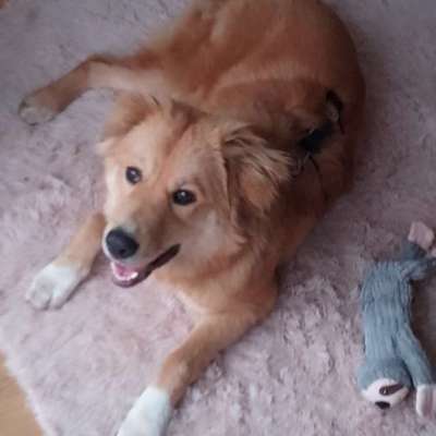 Hütehündin 8 Monate Auslastungsfrage-Beitrag-Bild