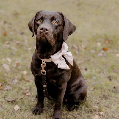 Hundetreffen-Spielkamerad/in gesucht 🐾-Bild