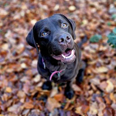 Hundetreffen-Spielkamerad/in gesucht 🐾-Bild