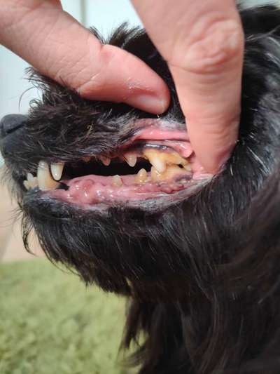 Zahngesundheit Mundgeruch nach Kot-Beitrag-Bild