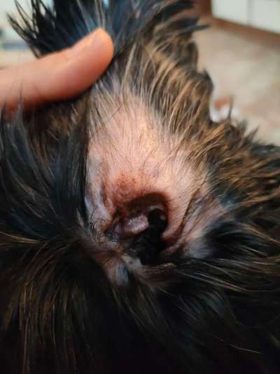 Ohrenenzündung? Pilz?-Beitrag-Bild