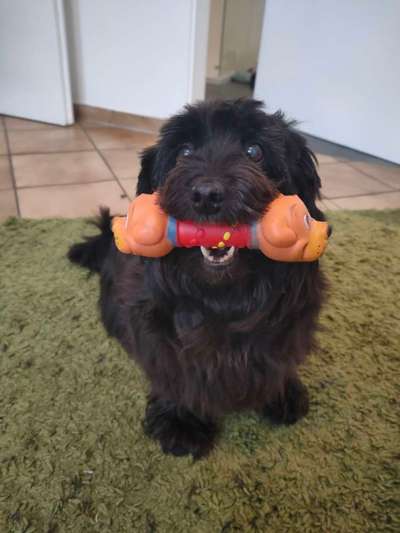 Agility-ähnliches für Seniorin mit Arthrose-Beitrag-Bild