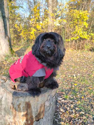 Hundemantel Hurtta Bare Winterjacke - Erfahrungen-Beitrag-Bild