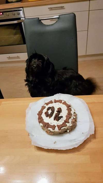 Hundekuchen Rezept für futtersensible Hunde-Beitrag-Bild