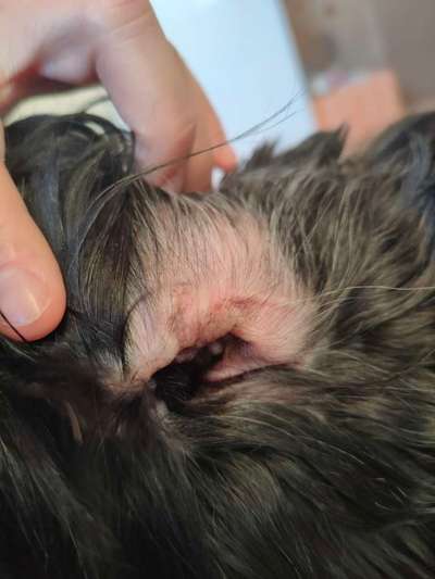 Ohrenenzündung? Pilz?-Beitrag-Bild