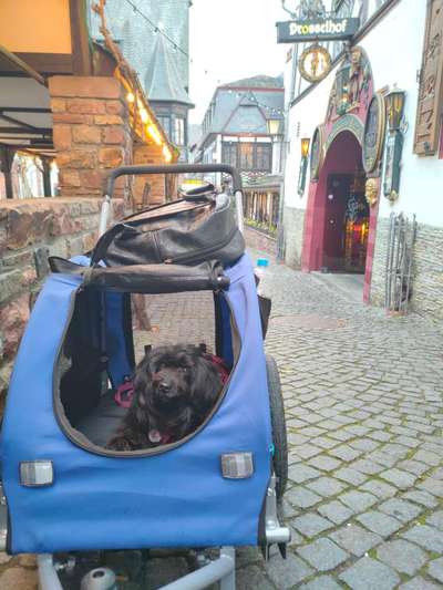 Senior Hündin mit in den Urlaub nehmen?-Beitrag-Bild