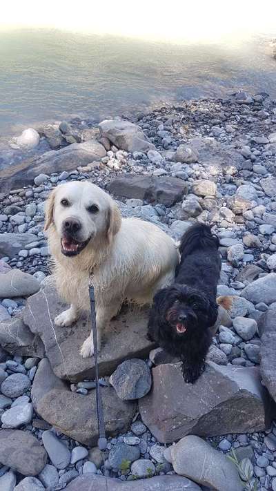 Havaneser-Beitrag-Bild