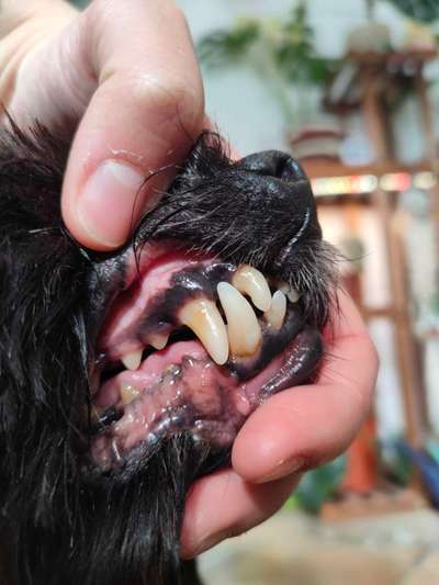 Zahngesundheit Mundgeruch nach Kot-Beitrag-Bild