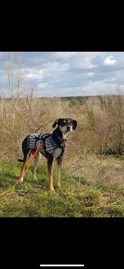 Die Dogorama Kalender Challenge Teil 1/4-Beitrag-Bild