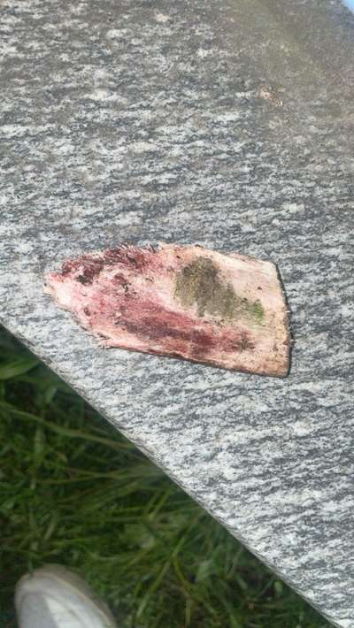 Giftköder - fressen oder reicht riechen?-Beitrag-Bild