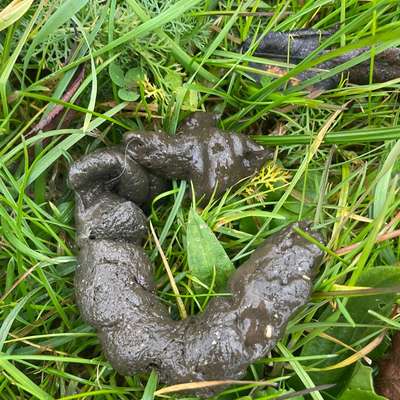 Kotfarbe ?-Beitrag-Bild