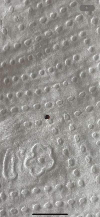 Zecke am Kopf entfernen - Hund zeigt Zähne-Beitrag-Bild