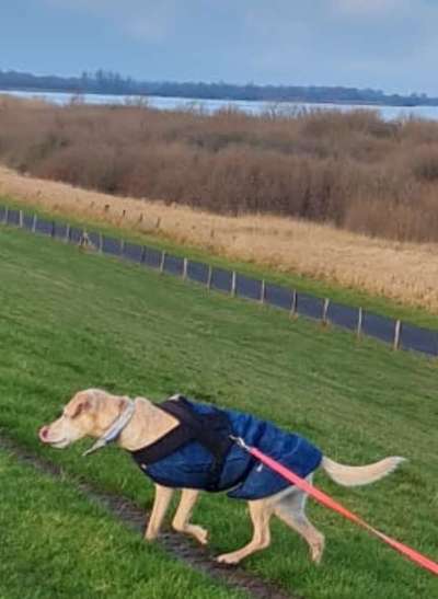 Windhunde - Treffen der besonderen Schönheiten
HERZLICH WILLKOMMEN-Beitrag-Bild