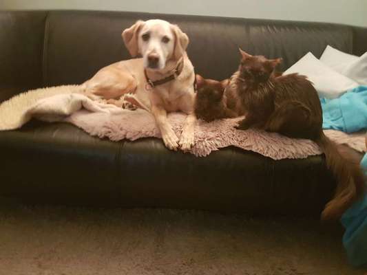 Hund aus dem Spanischen Tierschutz-Beitrag-Bild