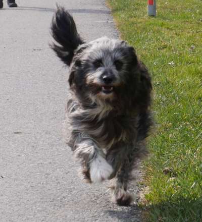 Dogorama Photo Challenge - Hunde in Action-Beitrag-Bild