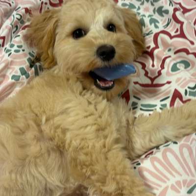 Hundetreffen-Welpentreffen-Bild