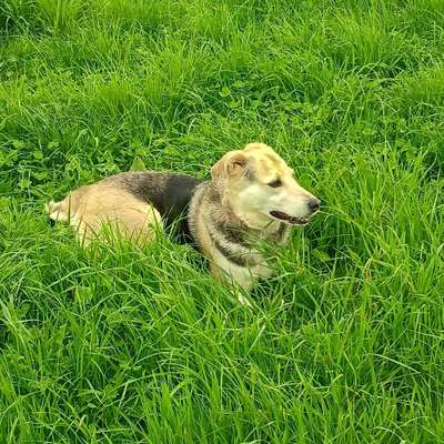 Hundetreffen-Gemeinsam Gassi-Bild