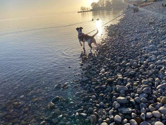 Dogorama-Monats-Challenge-Mai "Wasser"-Beitrag-Bild