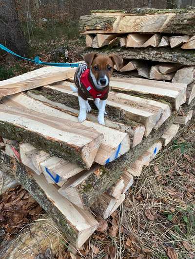 Die Dogorama Kalender Challenge Teil 1/4-Beitrag-Bild