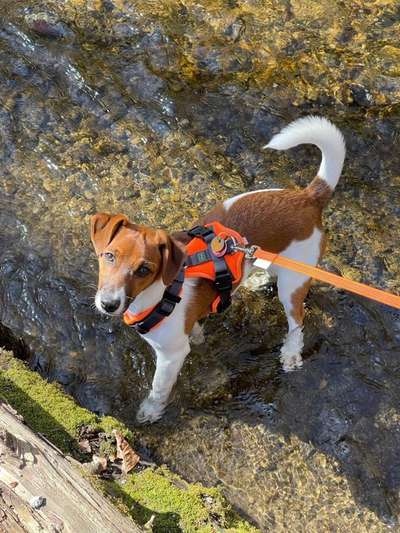 Jack Russel-Beitrag-Bild