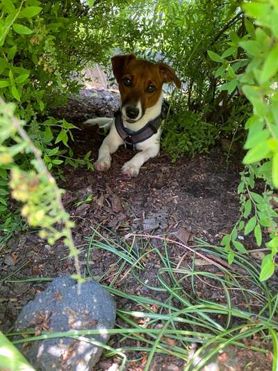 Die Dogorama Kalender Challenge Teil 3/4-Beitrag-Bild