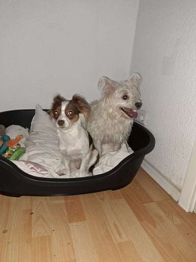 Mischlinge raten - Rätselspaß-Beitrag-Bild