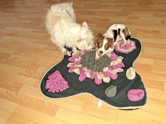 Mischlinge raten - Rätselspaß-Beitrag-Bild